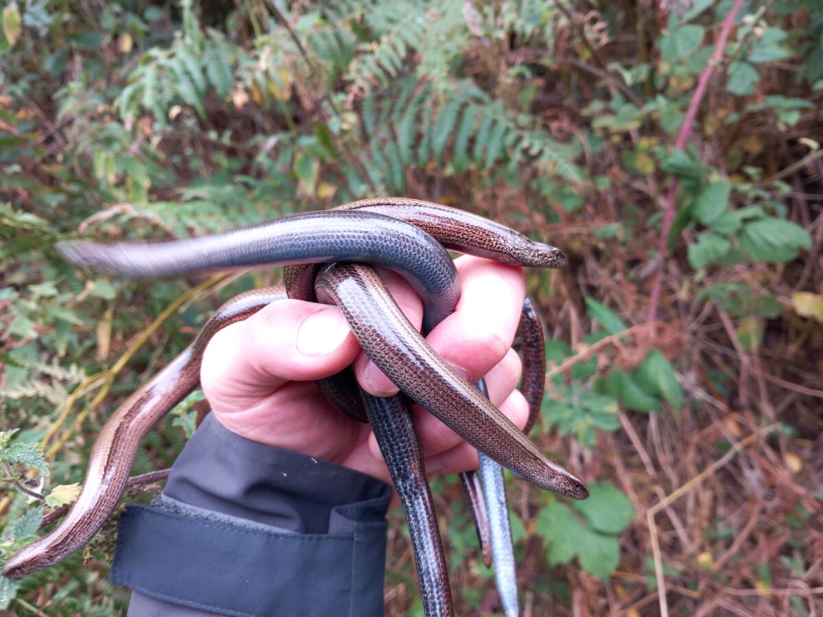 Sandstone Ridge Reptile Recovery Strategy